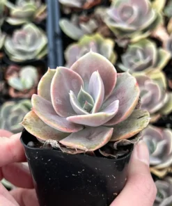 Echeveria Perle von Nurnberg, Purple Succulent, Live Plant in 2