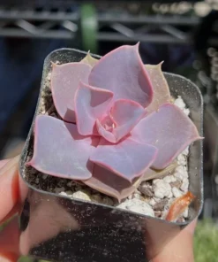 Echeveria Perle von Nurnberg, Purple Succulent, Live Plant in 2
