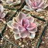 Echeveria Rainbow, Variegated Succulent, Pink Echeveria, Rare Plant in 3.5" pot