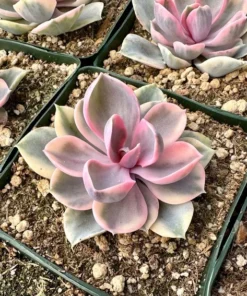 Echeveria Rainbow, Variegated Succulent, Pink Echeveria, Rare Plant in 3.5" pot