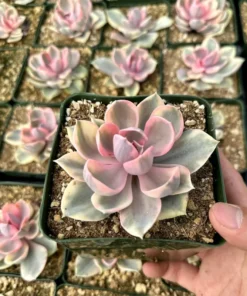 Echeveria Rainbow, Variegated Succulent, Pink Echeveria, Rare Plant in 3.5" pot