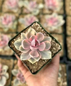 Echeveria Rainbow, Variegated Succulent, Pink Echeveria, Rare Plant in 3.5