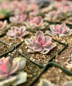 Echeveria Rainbow, Variegated Succulent, Pink Echeveria, Rare Plant in 3.5