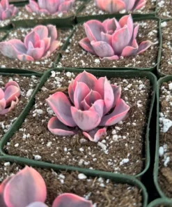Echeveria Rainbow, Variegated Succulent, Pink Echeveria, Rare Plant in 3.5