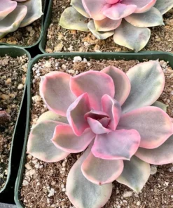 Echeveria Rainbow, Variegated Succulent, Pink Echeveria, Rare Plant in 3.5