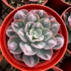 Echeveria Raindrops, Rare Succulent, Rooted Plant in 3", 4'', 6'' pot