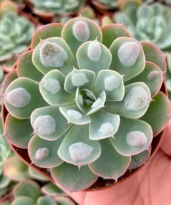 Echeveria Raindrops, Rare Succulent, Rooted Plant in 3", 4'', 6'' pot