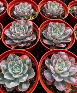Echeveria Raindrops, Rare Succulent, Rooted Plant in 3