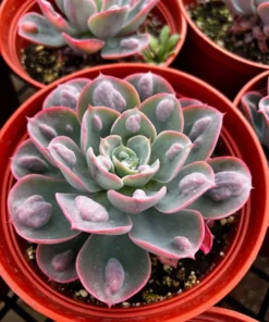 Echeveria Raindrops, Rare Succulent, Rooted Plant in 3