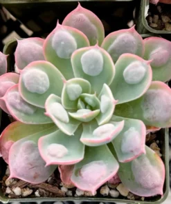 Echeveria Raindrops, Rare Succulent, Rooted Plant in 3