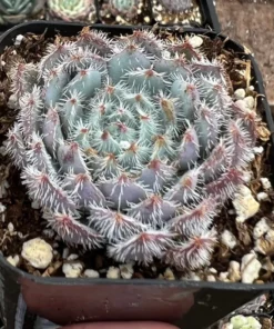 Echeveria Setosa Mexican Firecracker, Exotic Succulent, Fuzzy plant in 2'', 4" pot