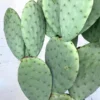 Edible Thornless Prickly Pear Cactus Live Plant – Well-Rooted, Easy to Grow, Perfect for Pots or Gardens