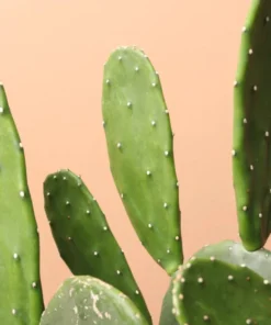 Edible Thornless Prickly Pear Cactus Live Plant – Well-Rooted, Easy to Grow, Perfect for Pots or Gardens