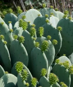 Edible Thornless Prickly Pear Cactus Live Plant – Well-Rooted, Easy to Grow, Perfect for Pots or Gardens
