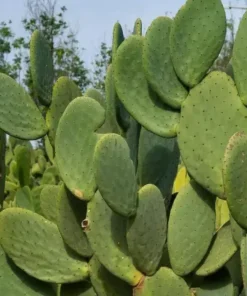 Edible Thornless Prickly Pear Cactus Live Plant – Well-Rooted, Easy to Grow, Perfect for Pots or Gardens