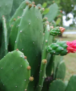 Edible Thornless Prickly Pear Cactus Live Plant – Well-Rooted, Easy to Grow, Perfect for Pots or Gardens
