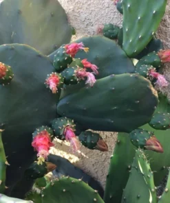 Edible Thornless Prickly Pear Cactus Live Plant – Well-Rooted, Easy to Grow, Perfect for Pots or Gardens