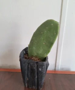 Edible Thornless Prickly Pear Cactus Live Plant – Well-Rooted, Easy to Grow, Perfect for Pots or Gardens