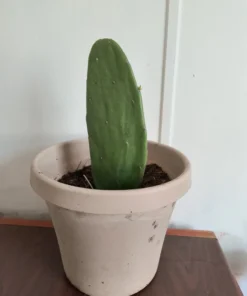 Edible Thornless Prickly Pear Cactus Live Plant – Well-Rooted, Easy to Grow, Perfect for Pots or Gardens