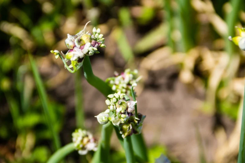 How to Grow Egyptian Walking Onions by Bulbils: A Beginner’s Guide