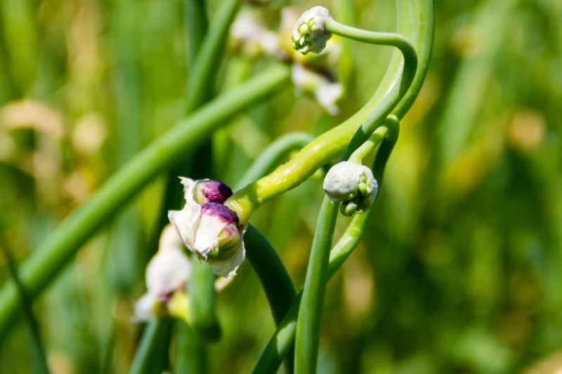How to Grow Egyptian Walking Onions by Bulbils: A Beginner’s Guide