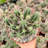 Euphorbia Ferox Clusters, African Milk Barrel, Live Plant in 3.5", 6" pot