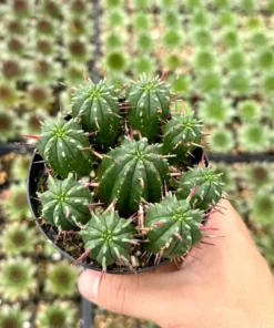 Euphorbia Ferox Clusters, African Milk Barrel, Live Plant in 3.5