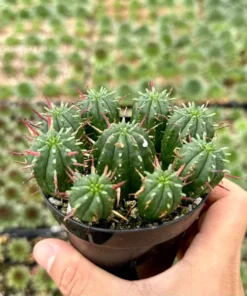 Euphorbia Ferox Clusters, African Milk Barrel, Live Plant in 3.5