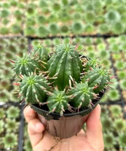 Euphorbia Ferox Clusters, African Milk Barrel, Live Plant in 3.5