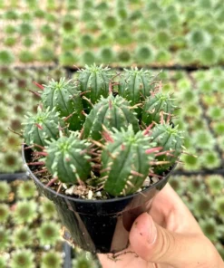 Euphorbia Ferox Clusters, African Milk Barrel, Live Plant in 3.5