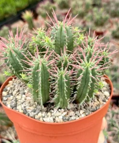 Euphorbia Ferox Clusters, African Milk Barrel, Live Plant in 3.5