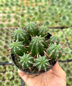 Euphorbia Ferox Clusters, African Milk Barrel, Live Plant in 3.5