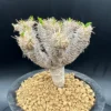 Euphorbia Guillauminiana Madagascar Jewel Succulent Bare Root