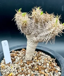 Euphorbia Guillauminiana Madagascar Jewel Succulent Bare Root