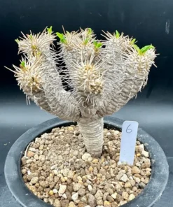 Euphorbia Guillauminiana Madagascar Jewel Succulent Bare Root