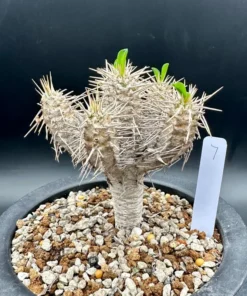 Euphorbia Guillauminiana Madagascar Jewel Succulent Bare Root
