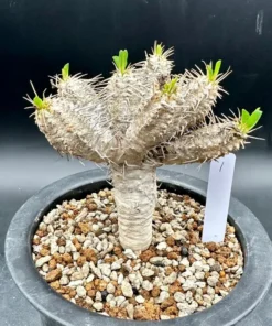 Euphorbia Guillauminiana Madagascar Jewel Succulent Bare Root
