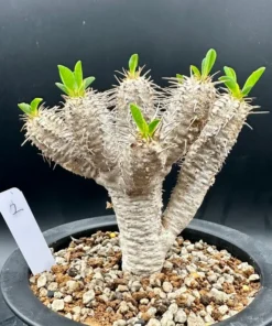 Euphorbia Guillauminiana Madagascar Jewel Succulent Bare Root
