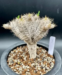 Euphorbia Guillauminiana Madagascar Jewel Succulent Bare Root