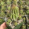 Euphorbia Horrida Boiss, Rare Succulent, Live Plant in 4", 6'' pot