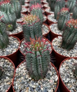 Euphorbia Horrida Boiss, Rare Succulent, Live Plant in 4", 6'' pot