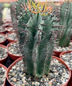 Euphorbia Horrida Boiss, Rare Succulent, Live Plant in 4