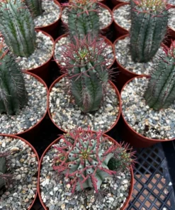 Euphorbia Horrida Boiss, Rare Succulent, Live Plant in 4