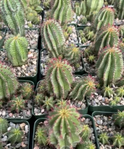 Euphorbia Horrida Boiss, Rare Succulent, Live Plant in 4