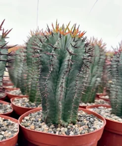 Euphorbia Horrida Boiss, Rare Succulent, Live Plant in 4