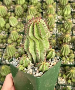 Euphorbia Horrida Boiss, Rare Succulent, Live Plant in 4