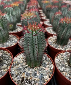 Euphorbia Horrida Boiss, Rare Succulent, Live Plant in 4