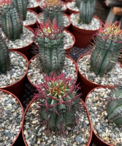 Euphorbia Horrida Boiss, Rare Succulent, Live Plant in 4