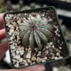 Euphorbia Horrida Boiss Snake Cactus Succulent 3'' Pot Live Plant