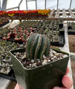 Euphorbia Horrida Boiss Snake Cactus Succulent 3'' Pot Live Plant